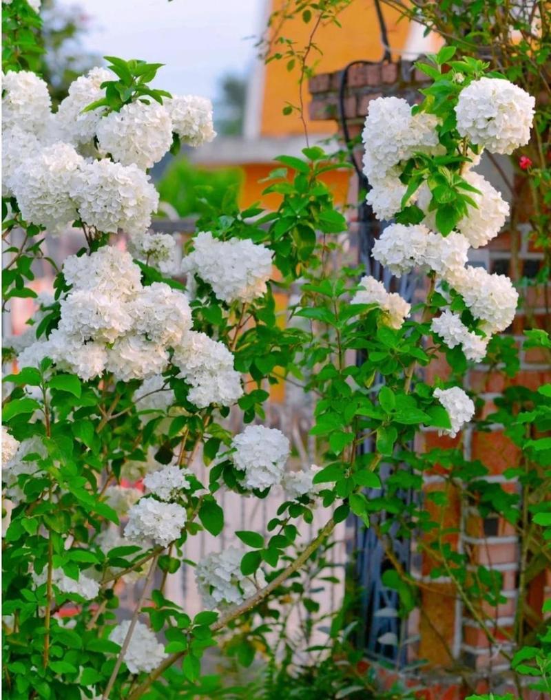 绣球花、木绣球、琼花和绣球荚蒾有何区别?