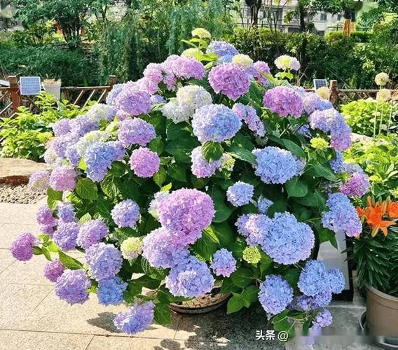 这“4种”家家都有的水,植物花卉最喜欢,一周浇一次,花蕊长满枝!_百度...