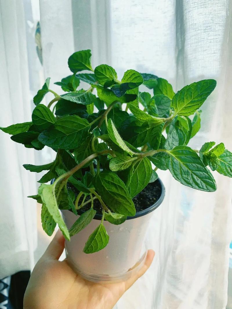 薄荷的养殖方法和注意事项