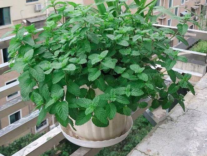 薄荷花的养殖方法和注意事项