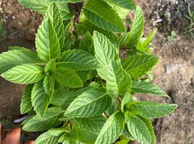 盆栽薄荷的养殖方法和注意事项