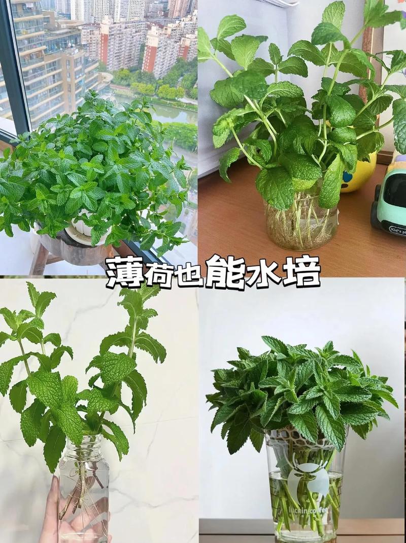薄荷花怎么养