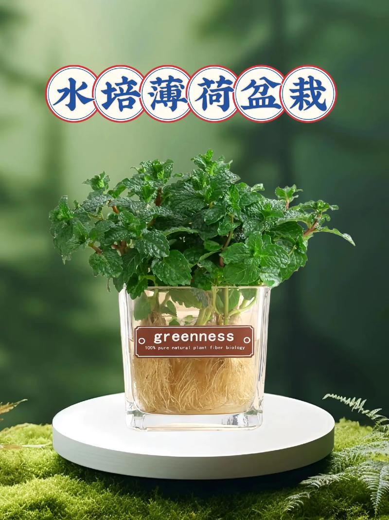 薄荷养殖方法和注意事项浇水
