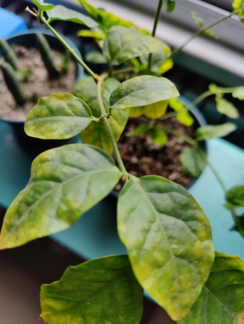 茉莉花出现黄叶是什么原因?如何做才能改善呢?