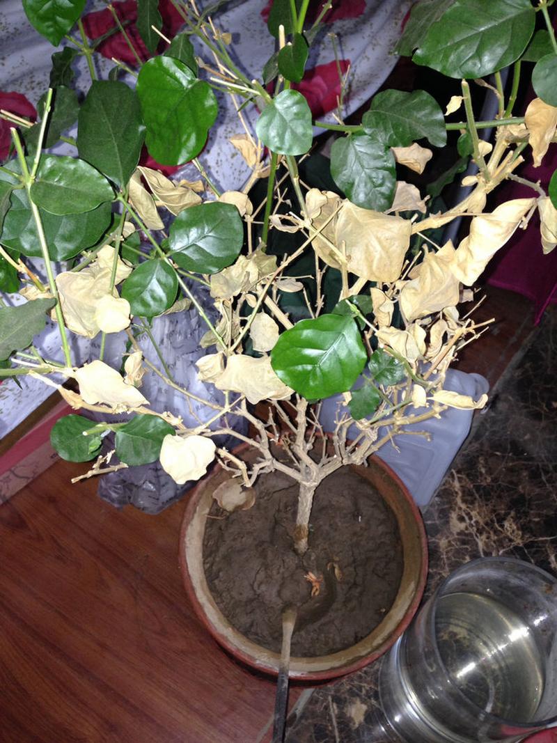 茉莉花叶子发黄干枯掉叶子怎么办
