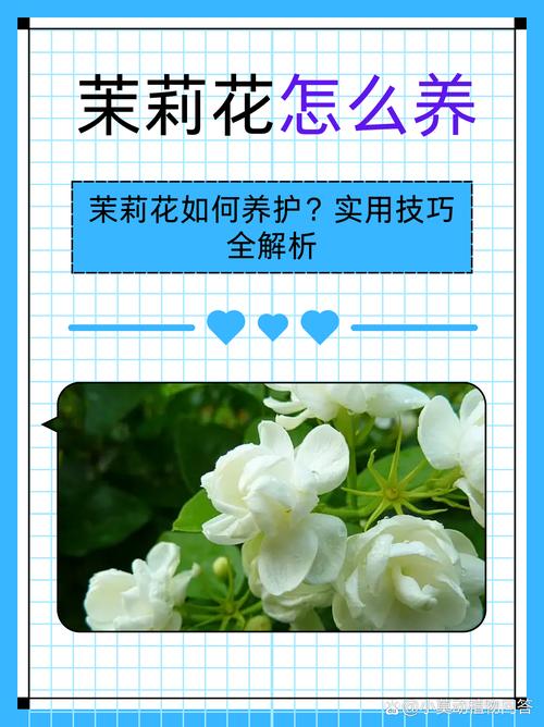 茉莉花干叶掉叶,和养护不好有关系,如何才能养护好呢?