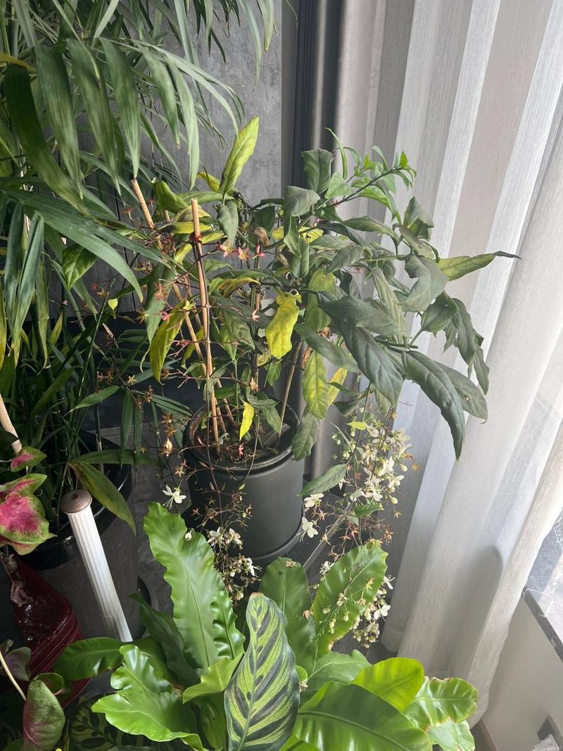 茉莉花叶片发黄,该怎么办?