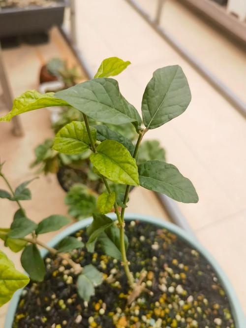 茉莉花叶片发黄怎么办?三种情况对应三大解决方法