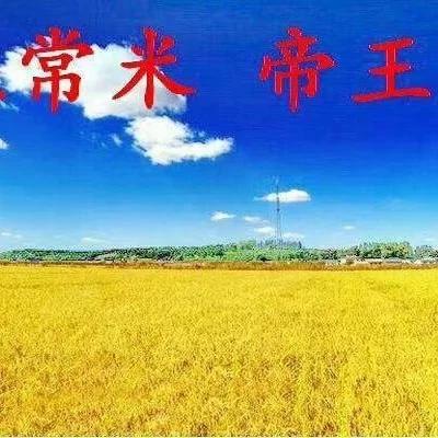 为什么电视剧里的人吃饭都是大米呢?