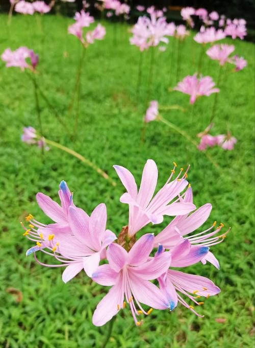 这种“花”,365天都开花,还有人不知道,喜欢花的朋友别错过