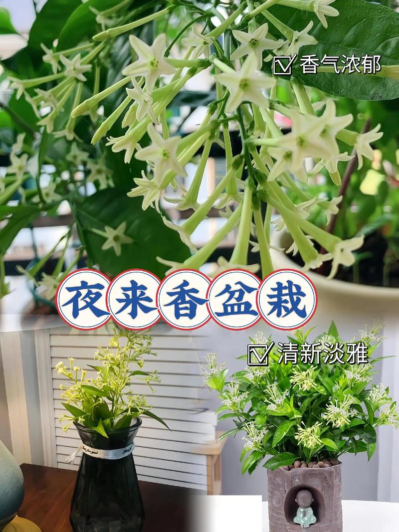 ...也要养盆“它”,花开多色,四季花开,左邻右舍都说香