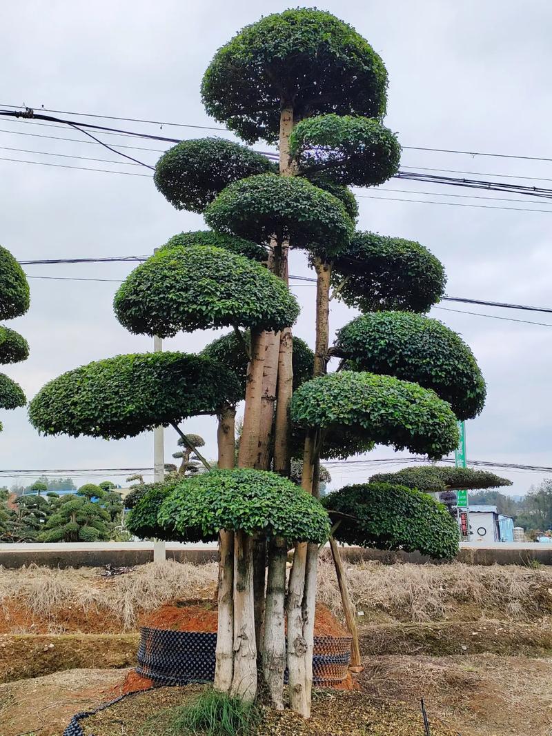 前十风水树排名,庭院家居风水树哪种比较好