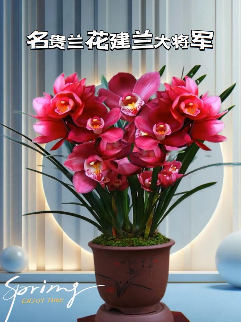 广东养殖红将军兰花可以正常开花吗