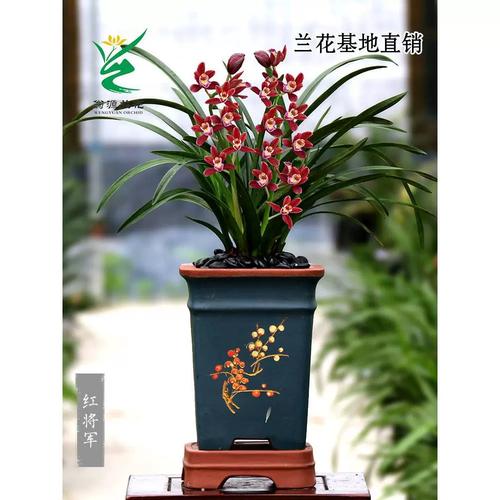 怎样养红将军兰花