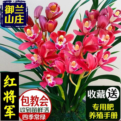 红将军兰花如何养殖