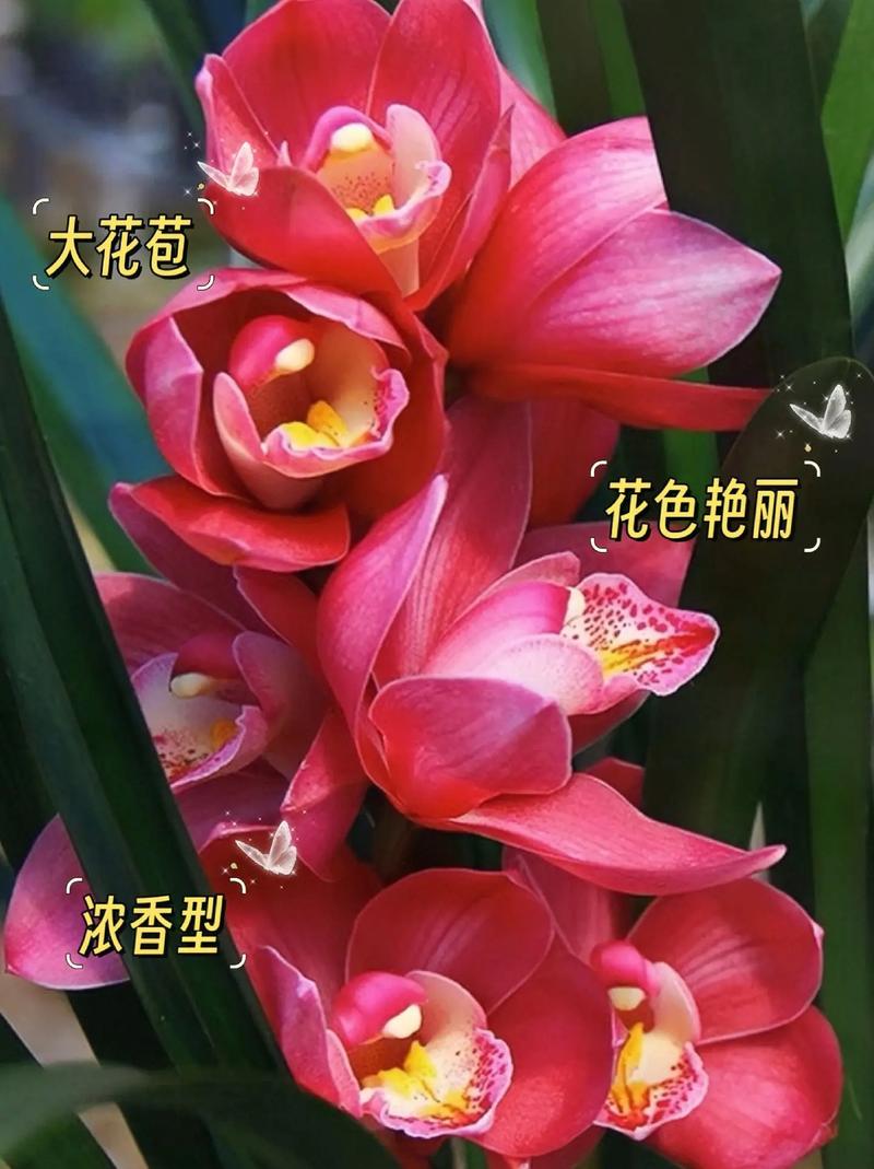 红将军兰花怎么养