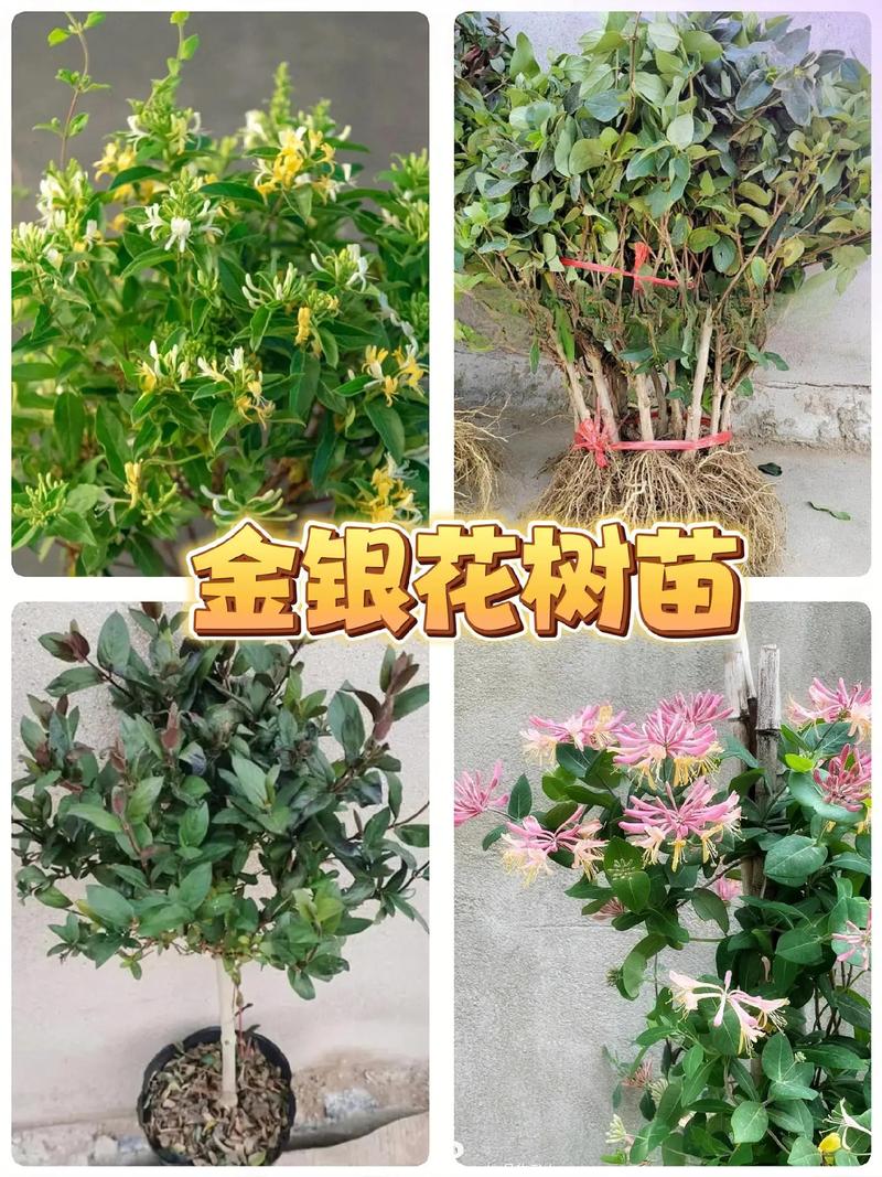 金银花苗多少钱一棵