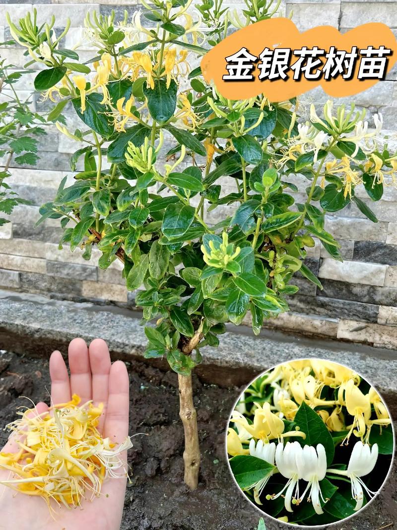 金银花苗多少钱一株