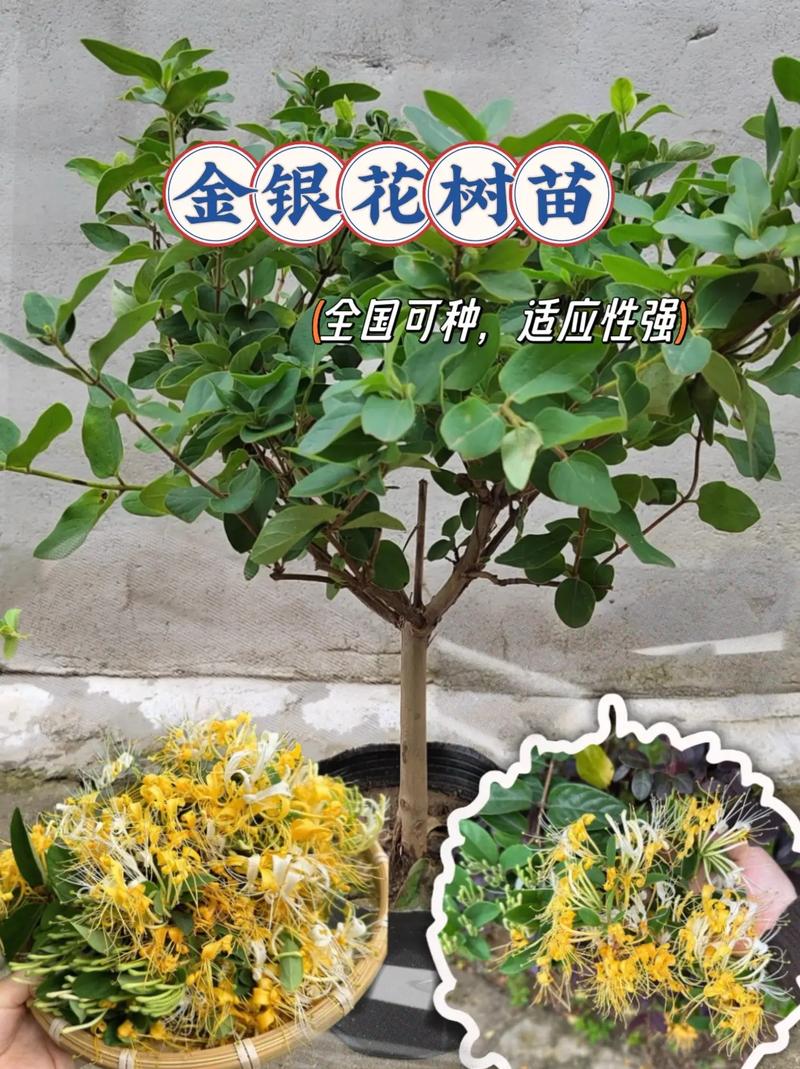 金银花苗费用,大概0.5~2元费用不等