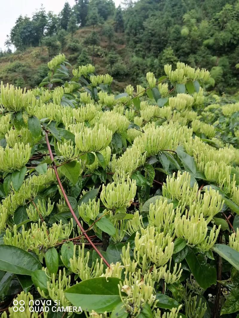 金银花小苗多少钱
