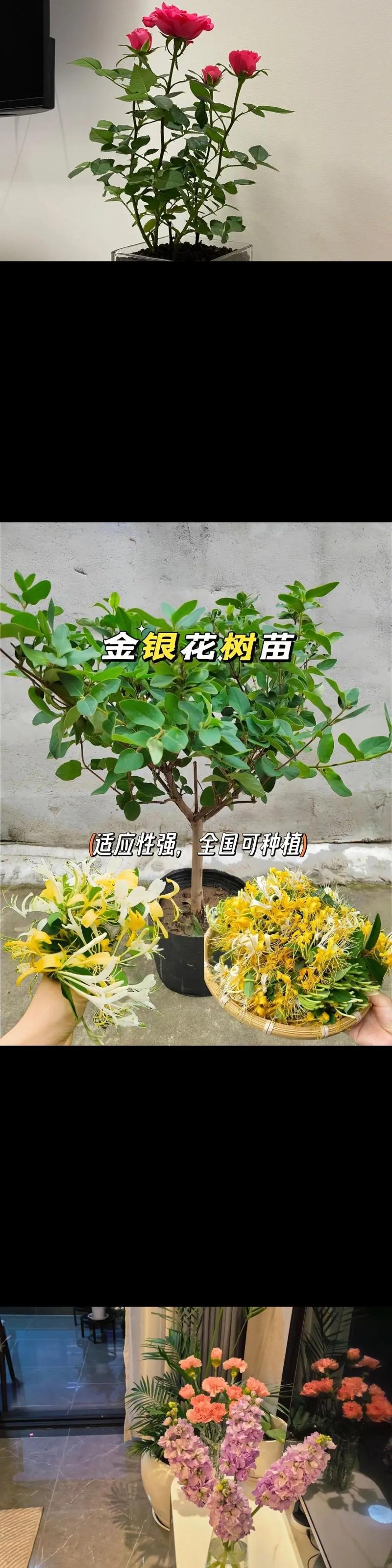 金银花多少钱一棵苗