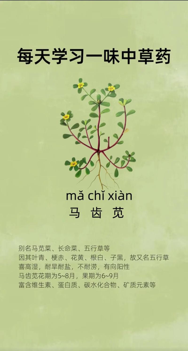 五行草的功效与作用？马齿苋对男性性功能作用？