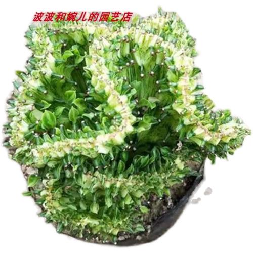 金麒麟的养殖方法和四季养护方法