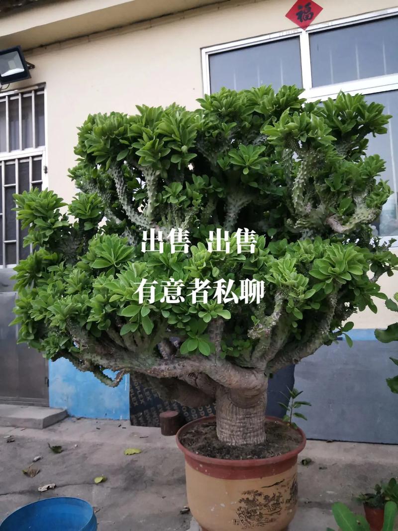 金麒麟花养殖方法是什么