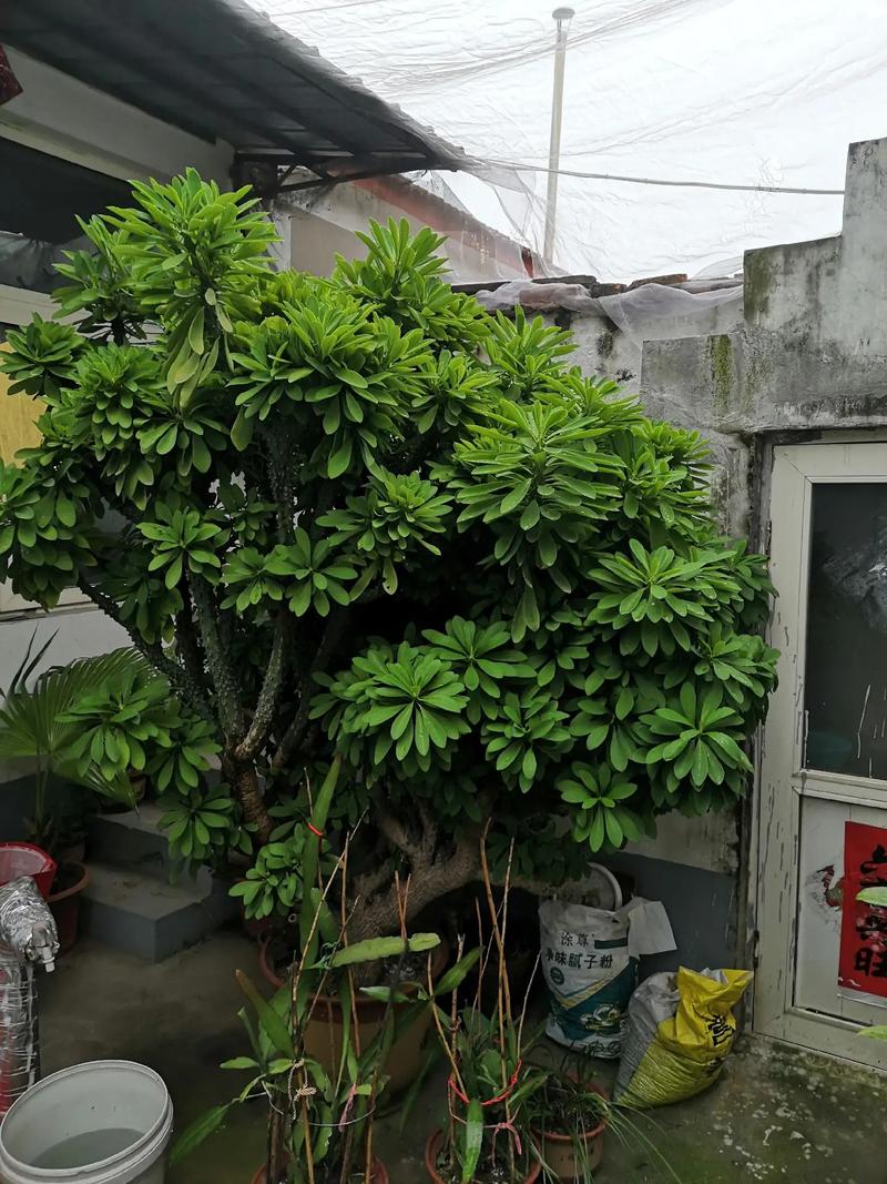 家养盆栽金麒麟的养殖方法和注意事项有哪些