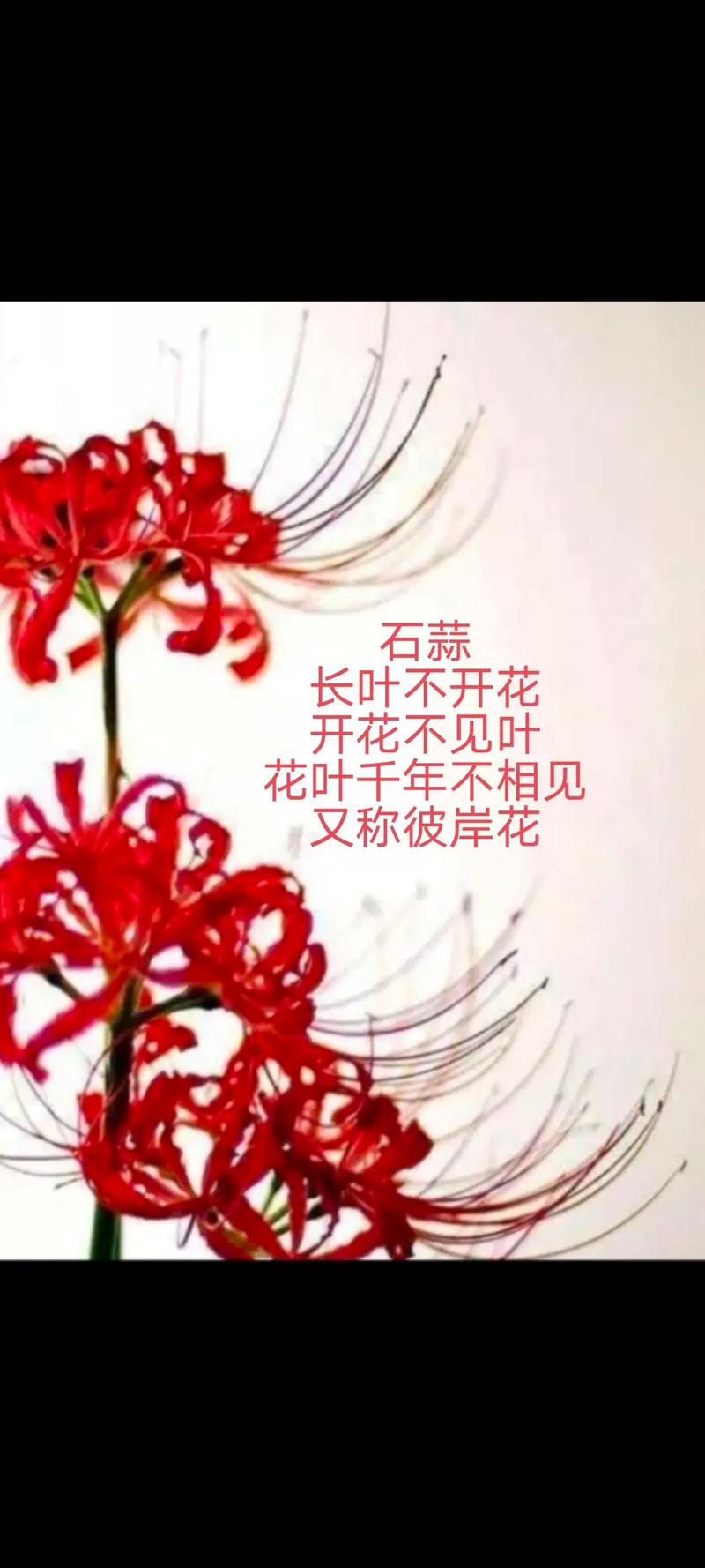 石蒜花的花后处理及病虫害防治