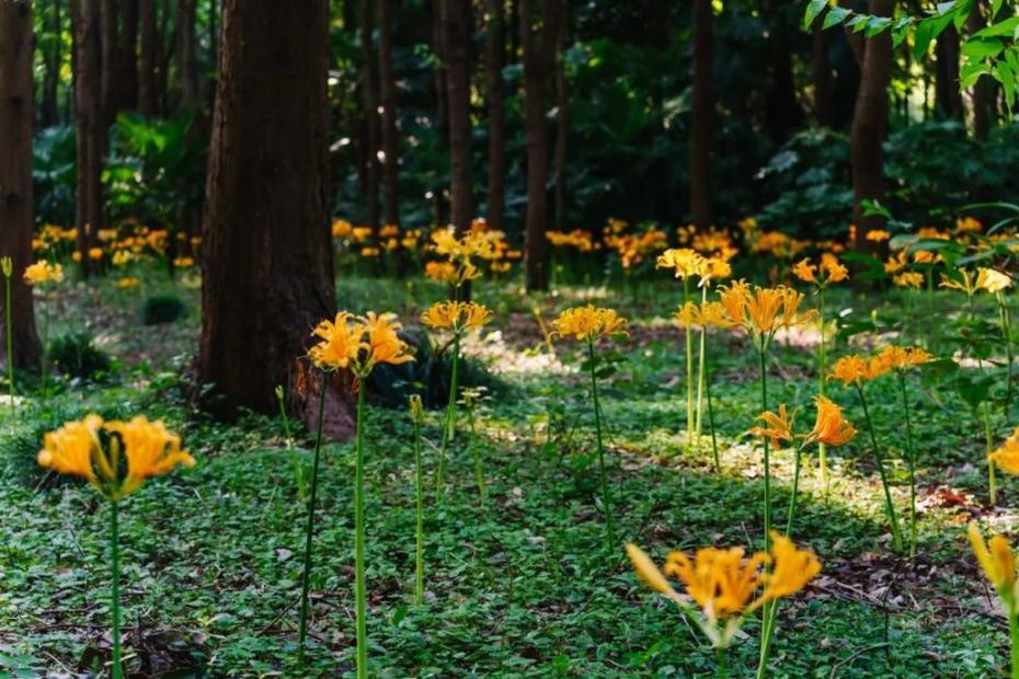 如何栽培石蒜花