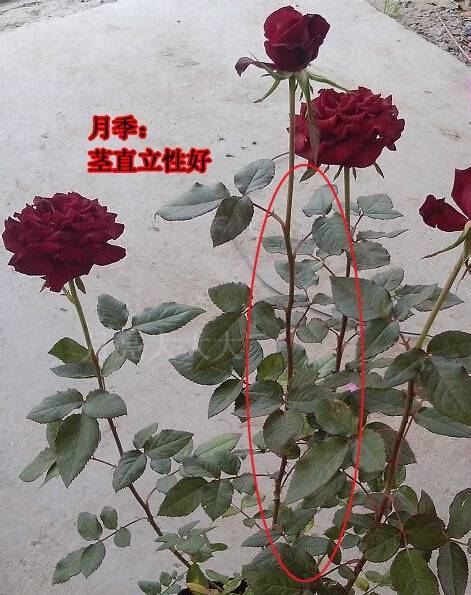 玫瑰花和月季花有什么区别呢,看起来差不多啊?