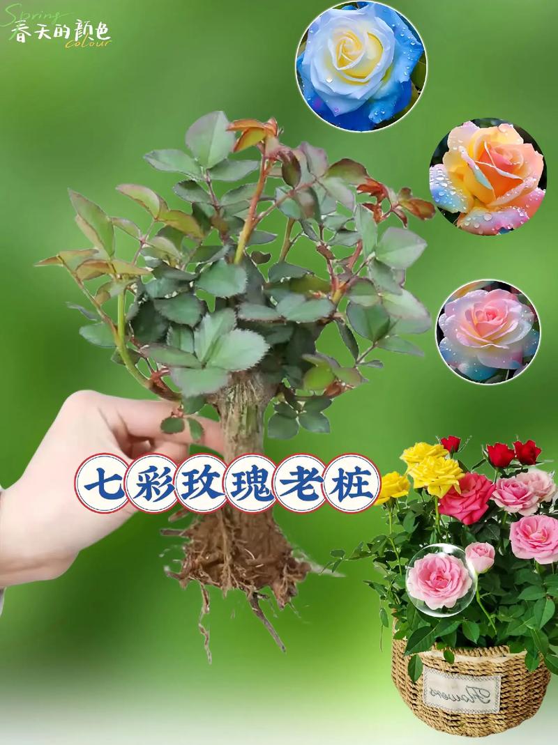 红玫瑰什么季节开放?