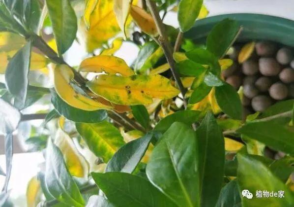紫珠草黄叶的原因和处理办法