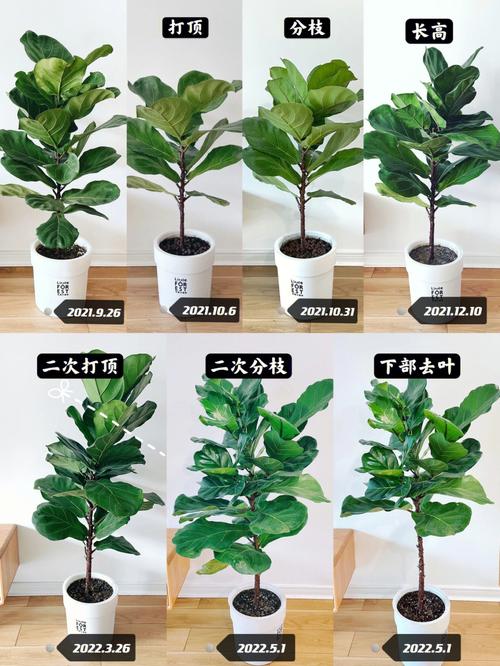 紫珠草什么时间打顶