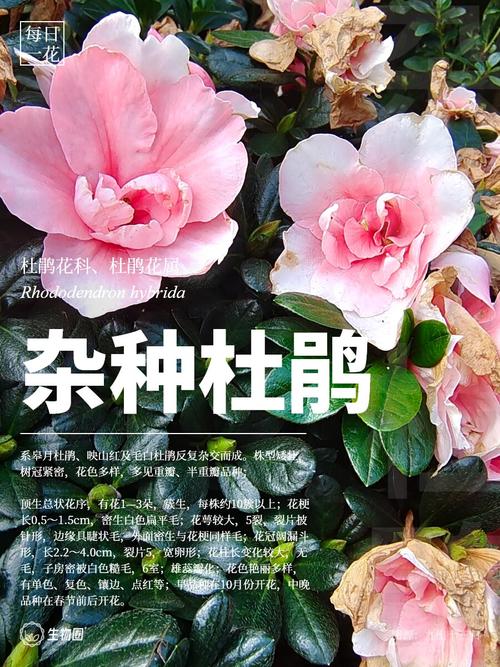 杜鹃花外形特征