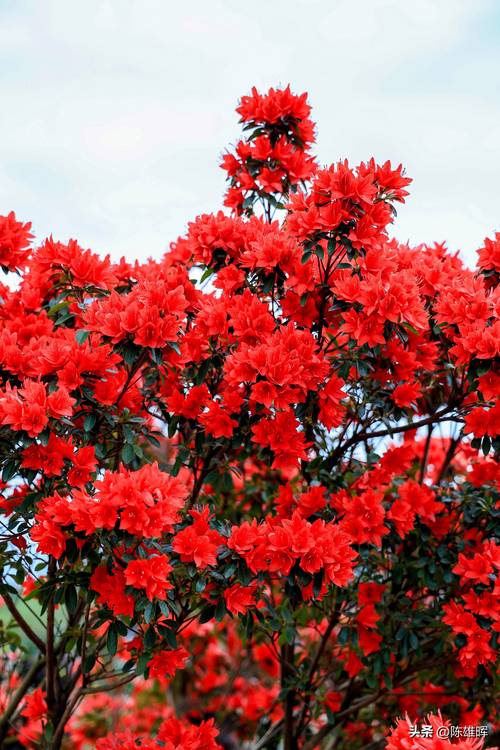 杜鹃花长什么样?