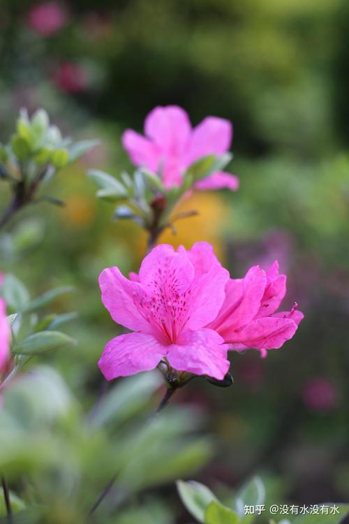 杜鹃花长什么样子