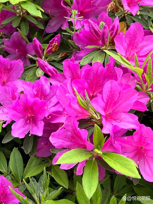 杜鹃花长啥样