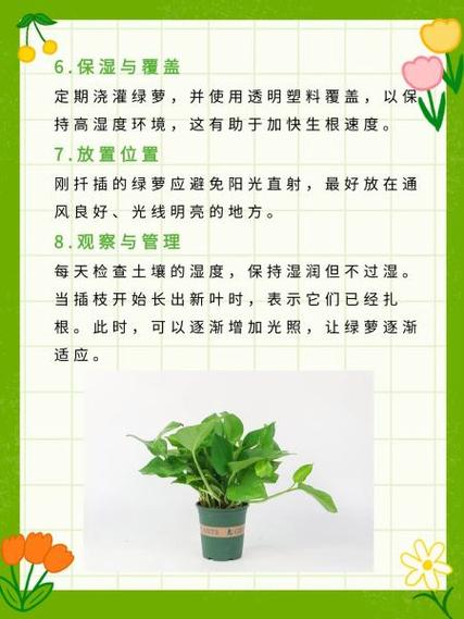 大叶绿萝怎么扦插繁殖