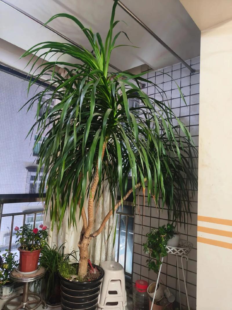 龙血树有毒吗可以家养吗