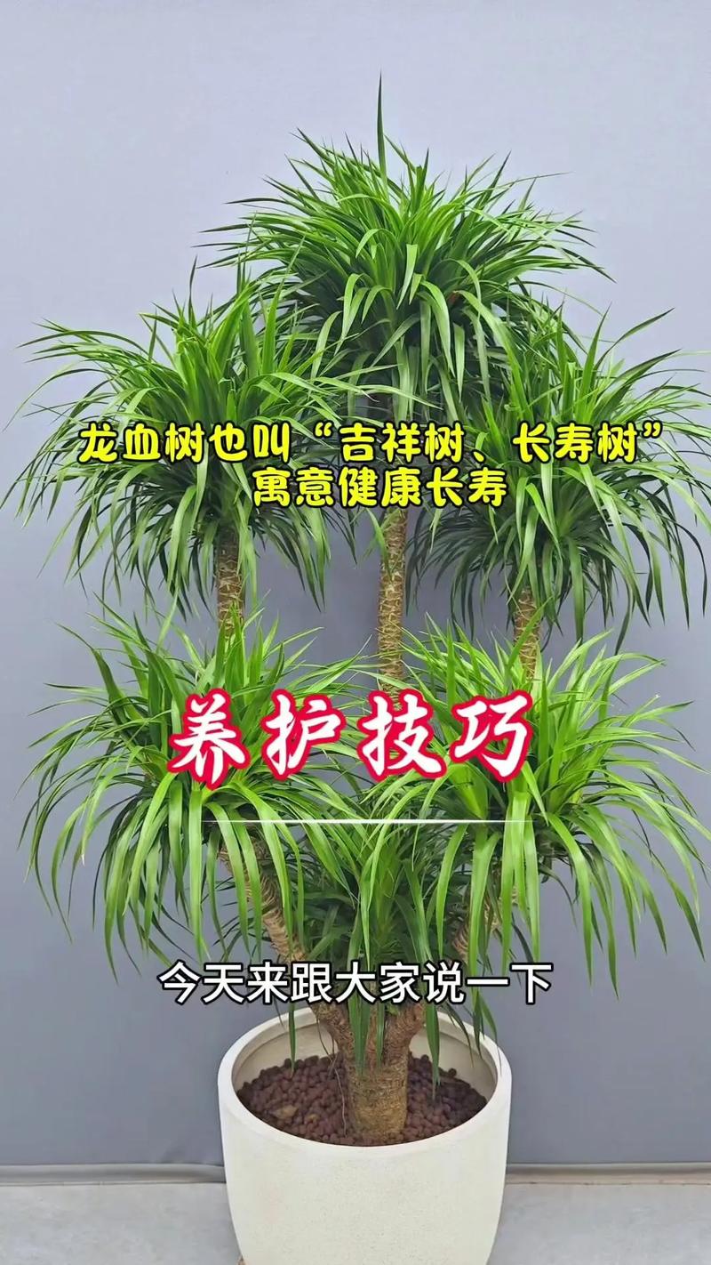 龙血树可以在家养殖吗