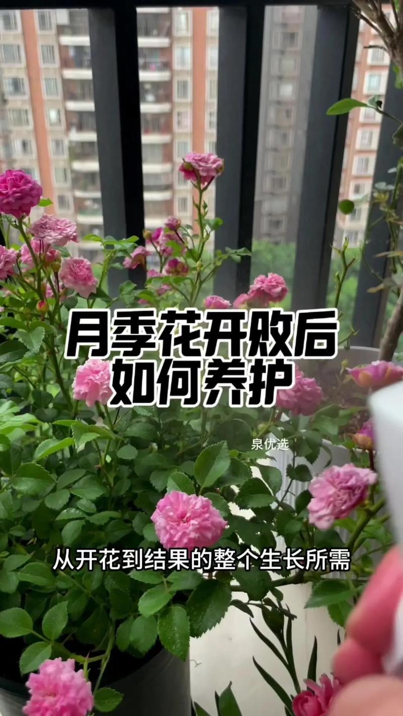 月季树什么时候移栽比较好(教你正确养护月季)