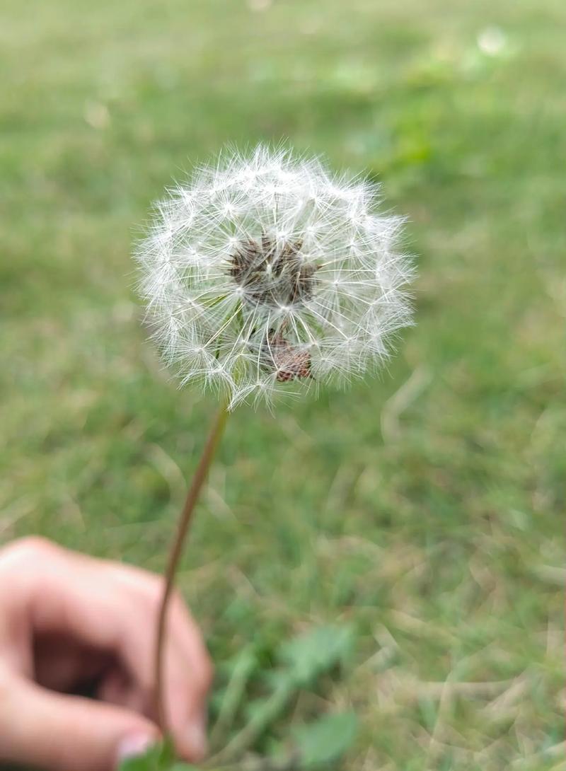 蒲公英长什么样子图片