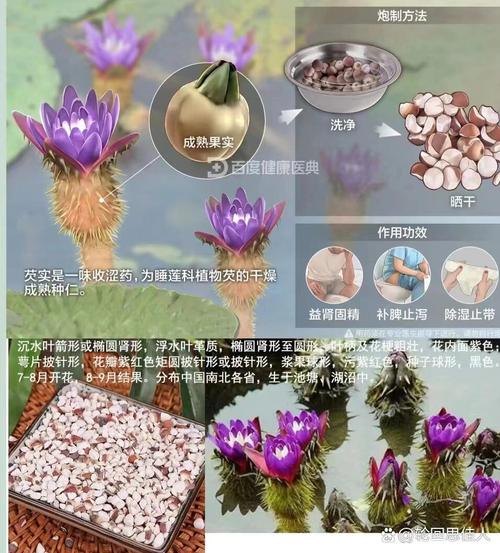 芡实的作用与功效