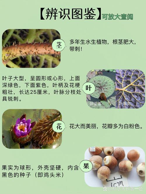 中药芡实的功效与作用