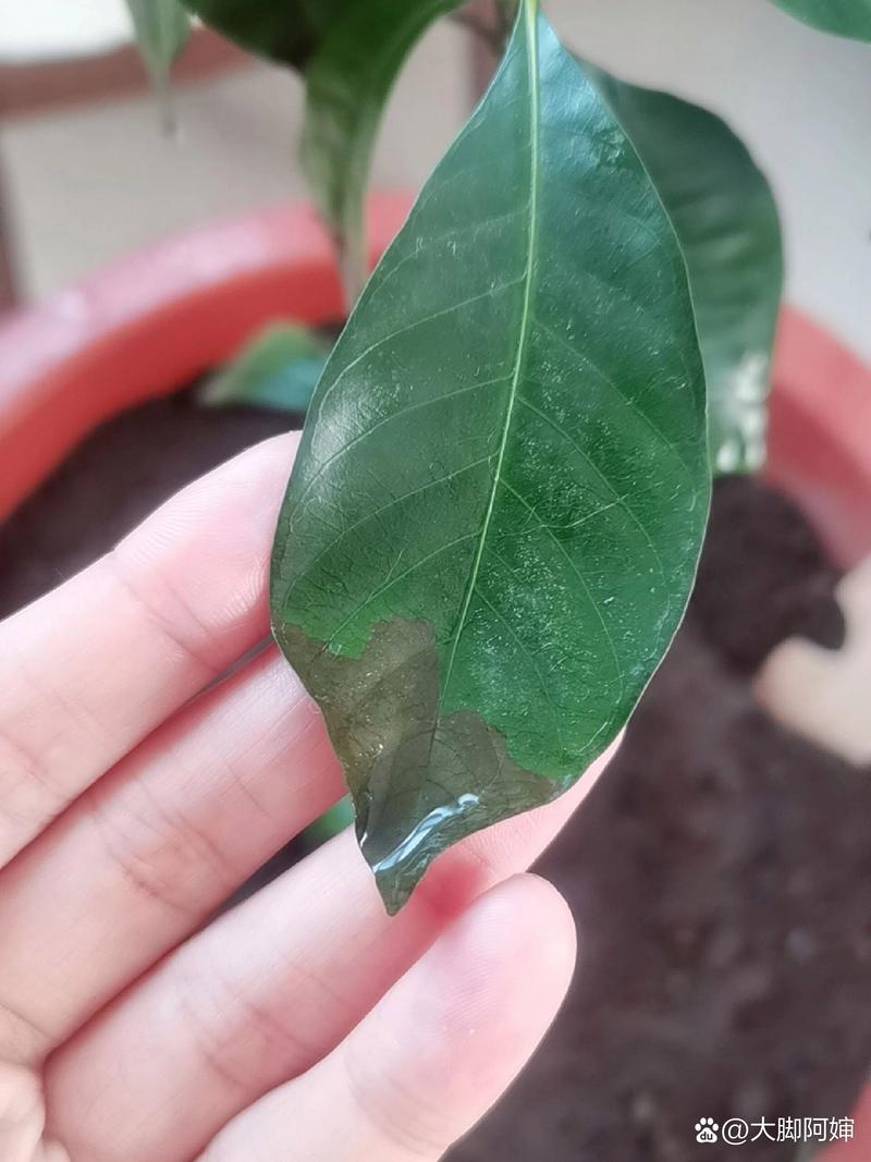 栀子花冬天叶子尖发黑枯萎像烧焦?