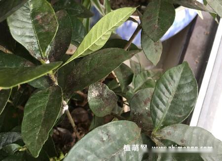栀子花叶子变黑的原因是什么怎么做?