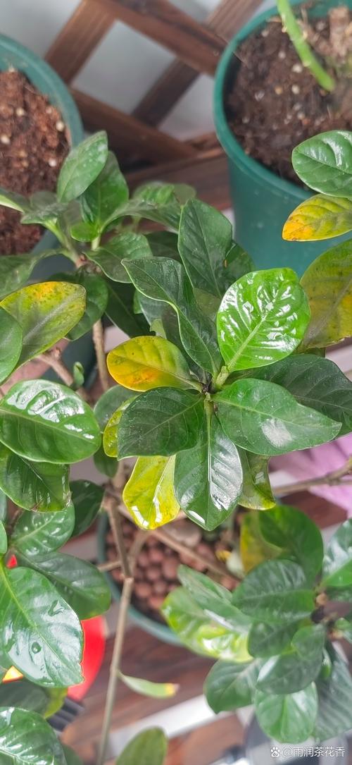 栀子花黑叶的原因及解决方法