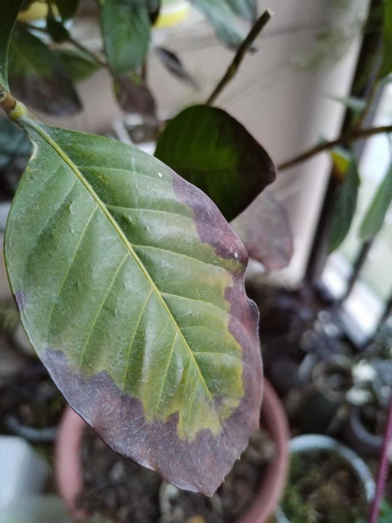 栀子花黑叶是什么原因
